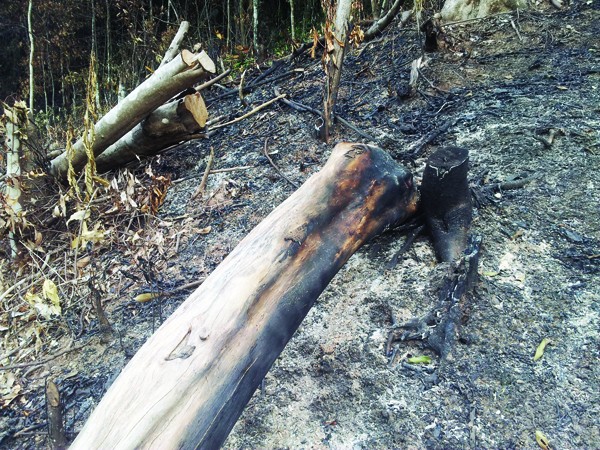 Phá rừng nguyên sinh để đốt than