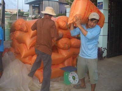 Giá gạo Việt xuất khẩu tiếp tục vượt Thái Lan