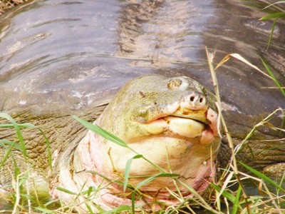 Rùa Hồ Gươm không cùng loài với rùa Đồng Mô