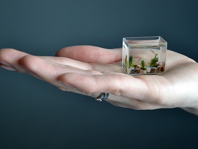 Bể cá nhỏ nhất thế giới