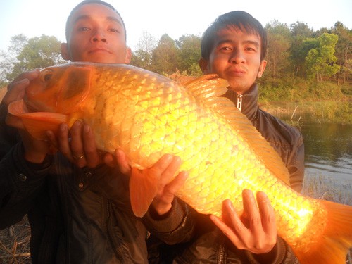 Câu được cá chép vàng 10 kg ở Biển Hồ