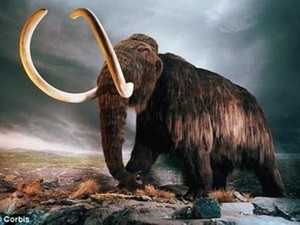 Phát hiện ngà voi niên đại 12.000 năm