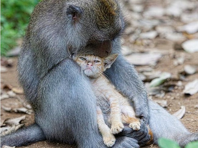 Ấn tượng: tình yêu khỉ dành cho mèo