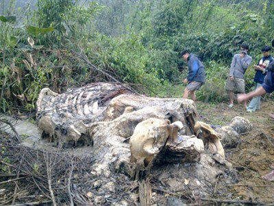 Nghệ An: Phát hiện xác voi bị bắn chết