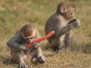 Bắn chết con trai vì nhầm là khỉ ăn trộm trái cây