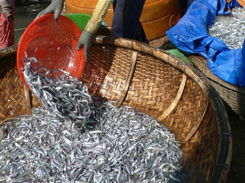Ngư dân Lý Sơn bội thu mùa cá cơm