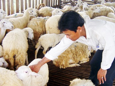 Đạo Thanh Nhớ bên đàn cừu