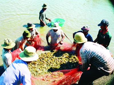 Thu hoạch tôm ở Bạc Liêu Ảnh: Nguyễn Tiến Hưng