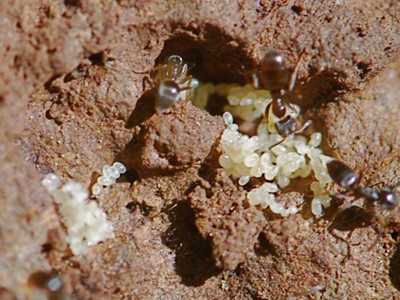 Tinh chất trong trứng kiến gai đen giúp tăng cường sức khỏe (Ảnh Internet)