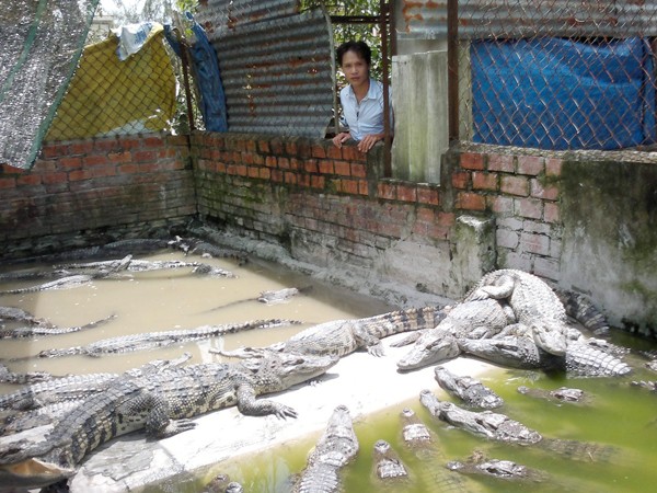 Lâm Thái Vương và đầm cá sấu
