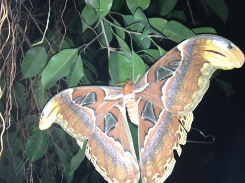 Loài bướm khổng lồ xuất hiện tại VN