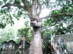 54 cây lim cổ được công nhận di sản Việt Nam