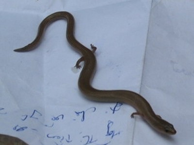 Phát hiện 'rắn lạ' bốn chân tại Khánh Hòa
