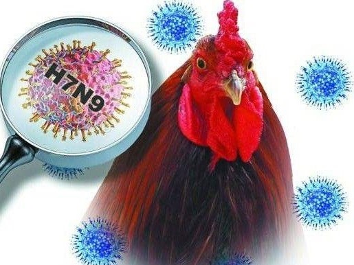H7N9 là một trong những chủng cúm gia cầm nguy hiểm nhất thế giới