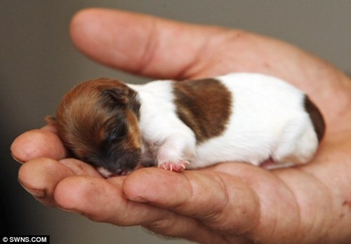 Chú chó nhỏ nhất thế giới - bằng đồng xu
