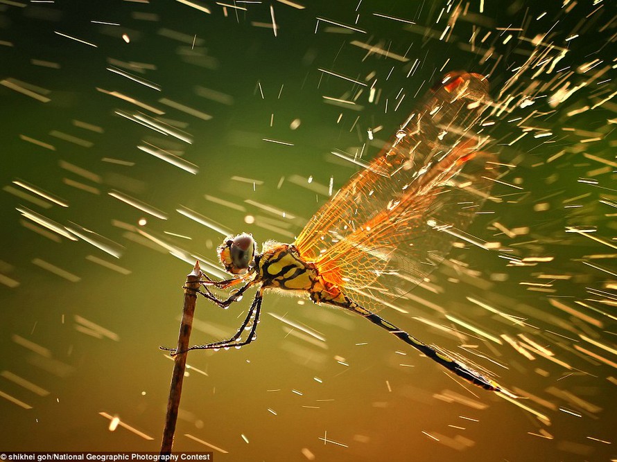 Ảnh đẹp National Geographic 2011