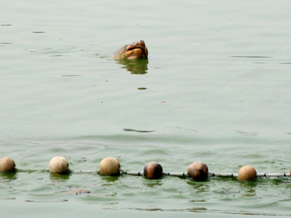'Cụ' rùa đã nằm gọn trong lưới