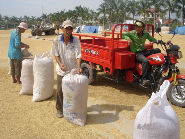 Mặc dù bão lũ làm thiệt hại nhiều diện tích lúa vụ Thu-đông nhưng nguồn cung gạo xuất khẩu vẫn dồi dào. Ảnh: Đại Dương