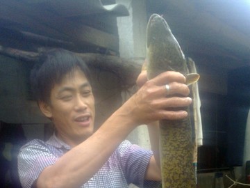 Hà Tĩnh: Bắt được cá chình khủng dài 1,3m