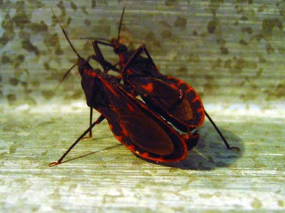 Một cặp bọ xít tại phòng nuôi thuộc Viện Sinh thái &Tài nguyên Sinh vật chiều 27-7