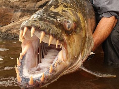 Cá khổng lồ ăn thịt người đáng sợ nhất thế giới