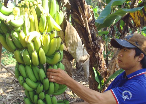 Khốn khổ vì tin đồn ‘ăn chuối bị ung thư’