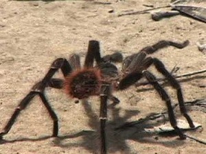 Nọc độc nhện khổng lồ chữa bệnh bất lực