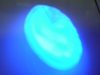 Túi dầu khoáng sẽ phát sáng xanh lè dưới đèn tử ngoại là bằng chứng cho thấy sự hiện diện của độc chất PAH