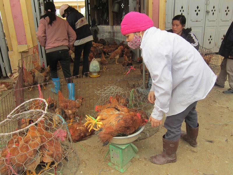 Chợ gia súc Hà Vĩ (Thường Tín, Hà Nội) rất khó kiểm soát dịch Ảnh: Nguyễn Thảo