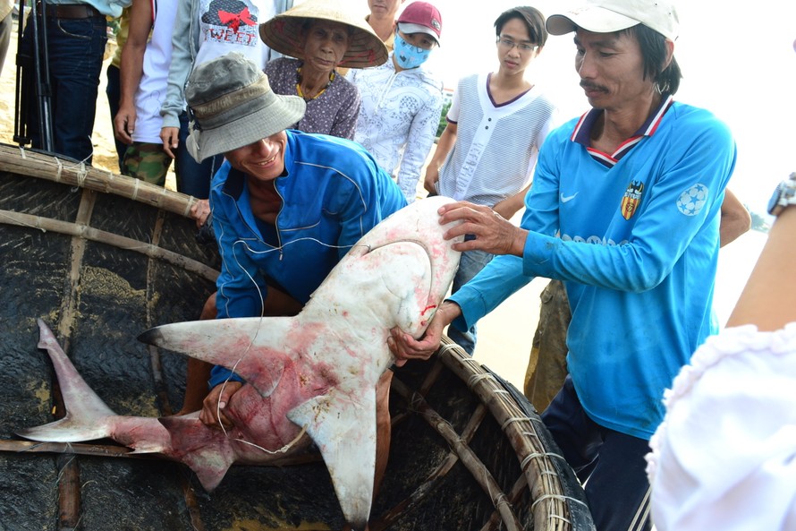 Bắt được cá mập dữ tại vùng biển Quy Nhơn