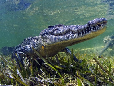 Nhiếp ảnh gia 'cà' cá sấu