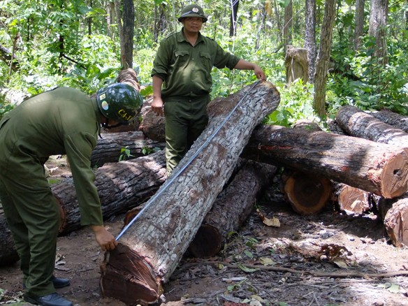 Phát hiện gỗ lậu trong Khu du lịch sinh thái Bản Đôn