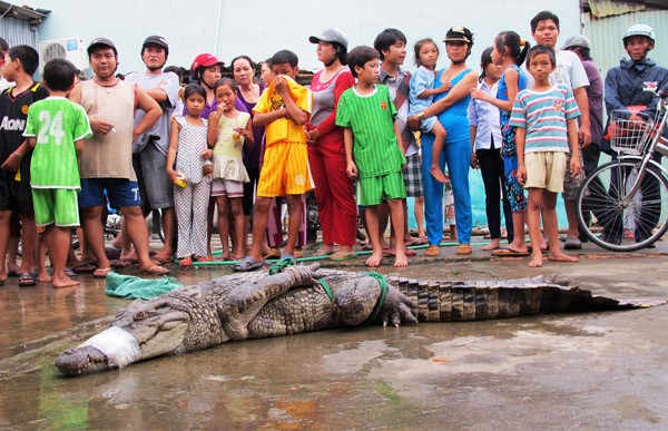 Hàng trăm cá sấu sổng chuồng vẫn nhởn nhơ