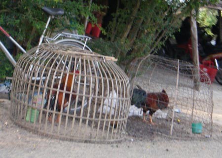 Sới gà ở biên giới: Dân chơi “chết” vì những độc chiêu
