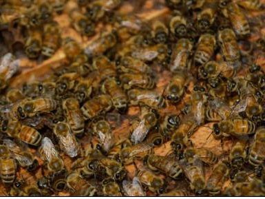 Cho ong đốt để chữa bệnh … ung thư