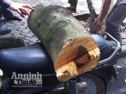 Thực hư việc người dân xin được gỗ sưa ở Hà Nội