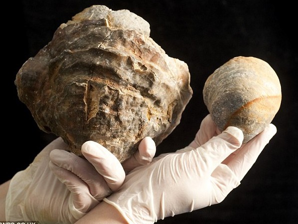 Hóa thạch hàu 150 triệu tuổi ngậm 'ngọc trai khổng lồ'