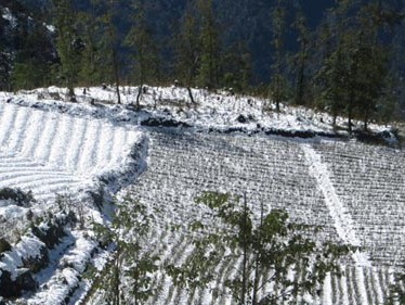 Tuyết vẫn phủ trắng cánh đồng ở Sa Pa