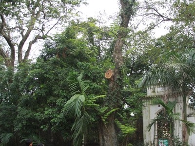 Một trong 2 cây gỗ sưa bị chặt cành đem bán ở thôn Phụ Chính