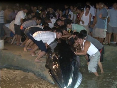 Quảng Ninh giải cứu cá voi 3 tấn