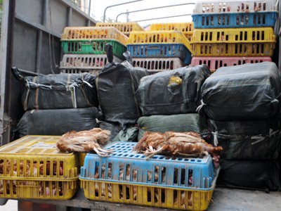 Gần ba tấn gà lậu, nầm lợn thối tuồn về Hà Nội