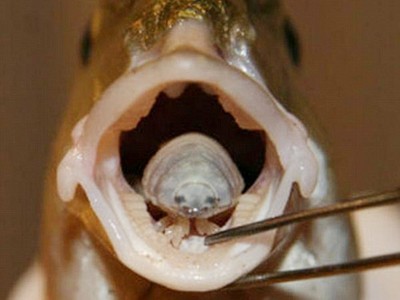 Kí sinh trùng ăn lưỡi cá