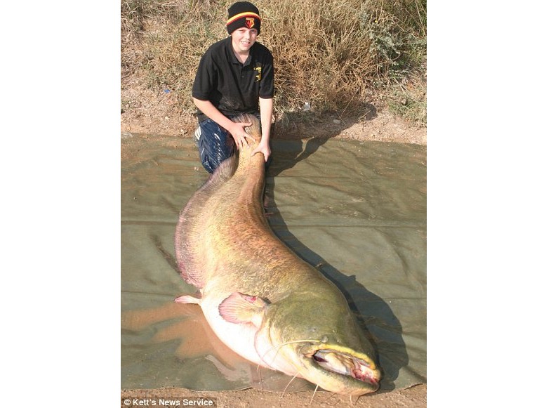 Cậu bé 13 tuổi câu được con cá nặng 95 kg