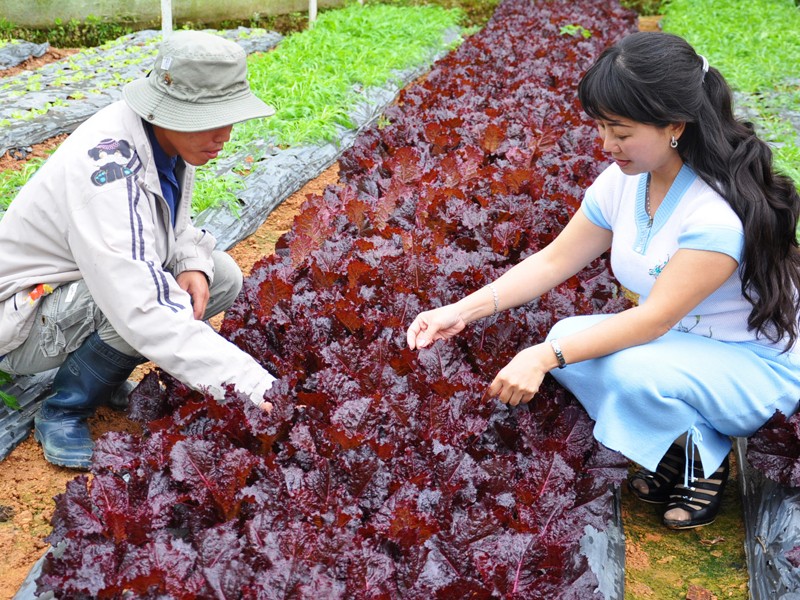 Kỹ sư hướng dẫn PV Tiền Phong (phải) thăm vườn rau