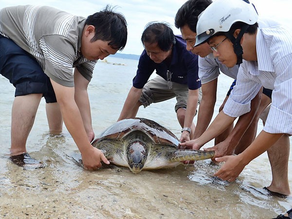 Phóng sinh rùa biển nặng 80 kg