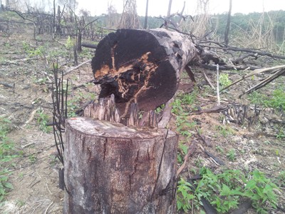 Gần trăm hécta rừng tự nhiên bị tàn phá