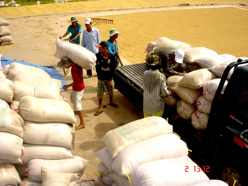 Lúa gạo Việt Nam đang làm theo quy trình ngược nên khó nâng cao được vị thế trên trường quốc tế Ảnh: Đại Dương