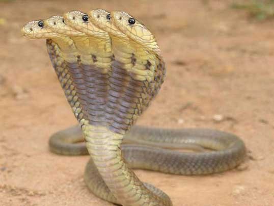 Xuất hiện rắn năm đầu ở Ấn Độ?