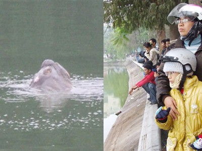 Vết thương trên lưng cụ rùa có thể do ống nước gây nên (ảnh trái) Người bốn phương xem cụ rùa nổi ở Hồ Gươm (ảnh phải) Ảnh: Hà Hồng