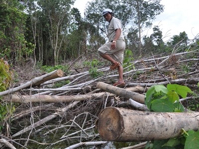 Có thể 'đóng cửa' rừng tự nhiên trên toàn quốc để ngăn chặn phá rừng